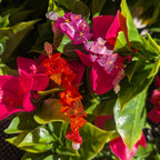Vivid Orange Bougainvillea vine