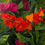 Vivid Orange Bougainvillea Necklace